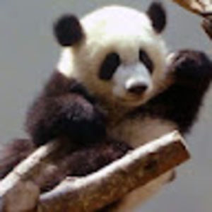 Meet your Posher, Asmat